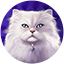 Play the Kitty Glitter slot and find out why this cat is the queen.
